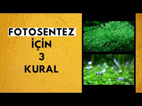 Video: Fotosentezde CO2 nasıl üretilir?