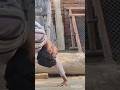 #fitness exercise #vidyut #mega #fan #fitness #shorts #shortfeed