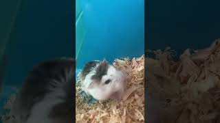 Beautiful hamster 🐹 #viral #hamster #хомяк #beautiful #relax #джунгарскийхомяк #shortsvideo