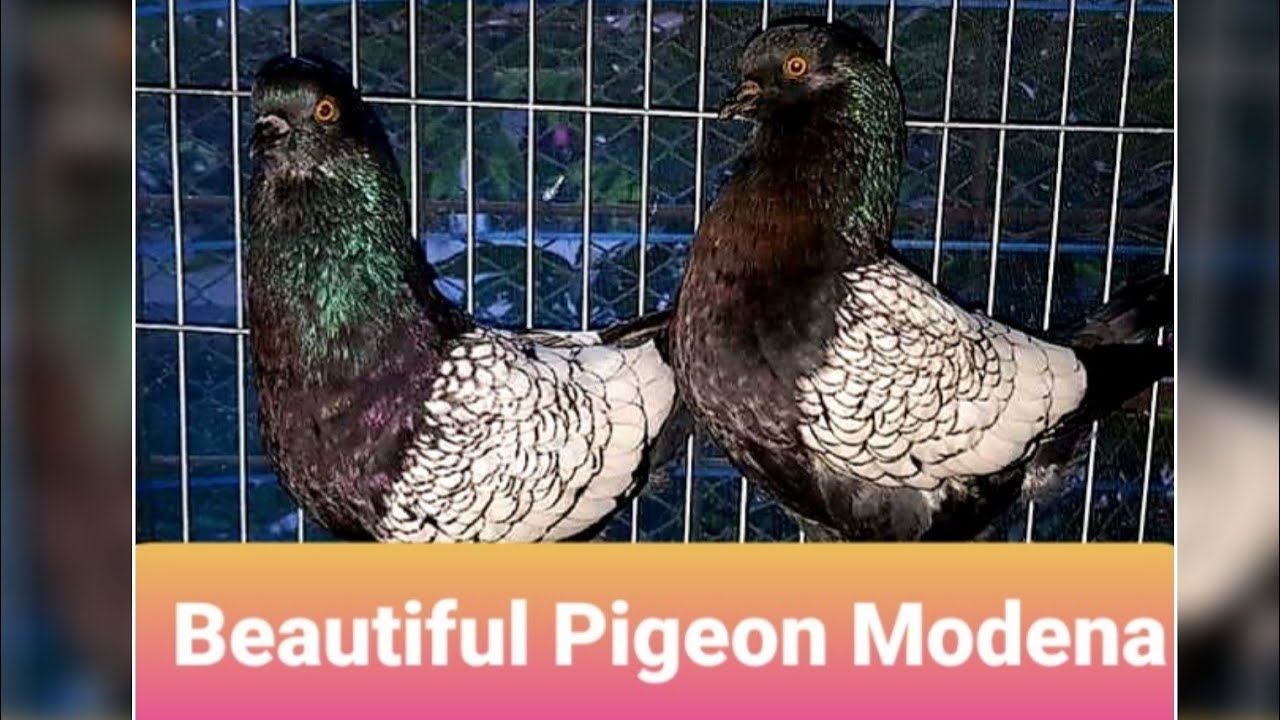 Beautiful Pigeon Modena Everyone sees..? - YouTube