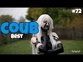 Лучшие в COUB ПРИКОЛЫ | BEST COUB 2019