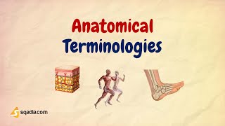 Learn The Basics Of Anatomical Terms