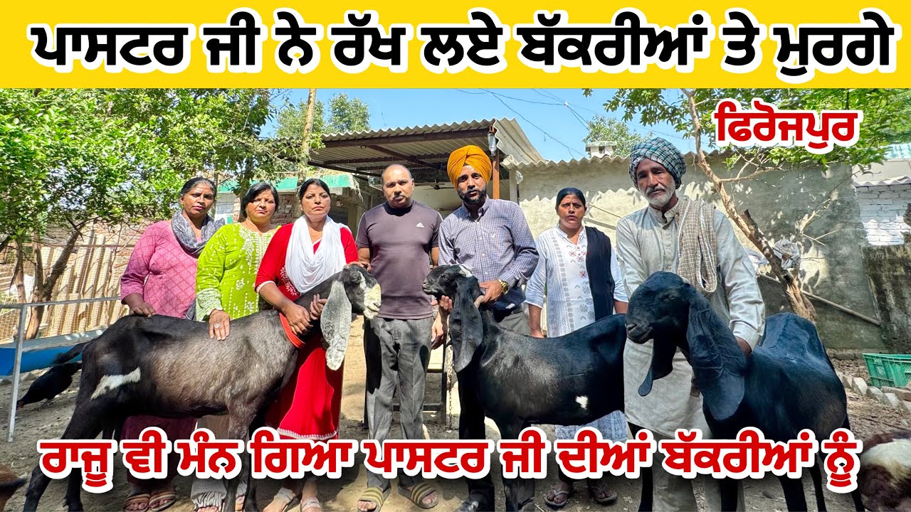 ਪਾਸਟਰ ਜੀ ਨੇ ਰੱਖ ਲਏ ਬੱਕਰੀਆਂ ਤੇ ਮੁਰਗੇ ਰਾਜੂ ਵੀ ਮੰਨ ਗਿਆ ਪਾਸਟਰ ਜੀ ਦੀਆਂ ਬੱਕਰੀਆਂ ਨੂੰ | PRB Goat Farm #goats