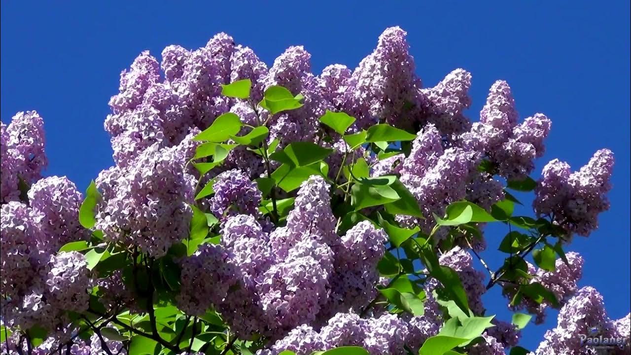 Караоке плыл по городу запах. Ветка сирени. Группа с сиренью. Сирень белая ночь. Сирень караоке.