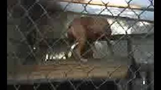 dog tormenting cat a must see