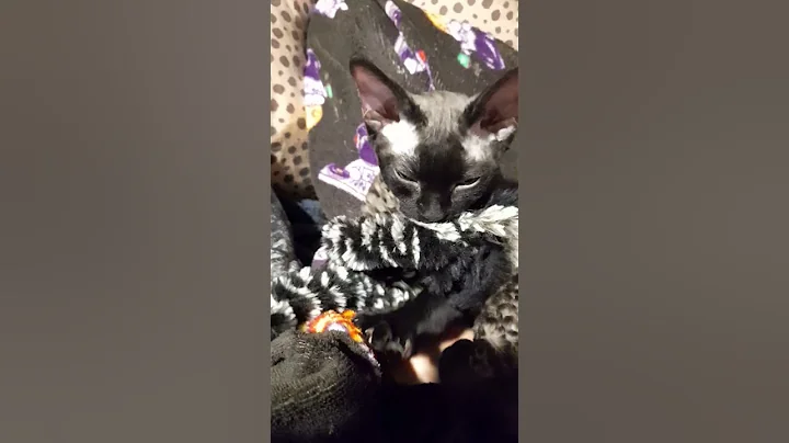 Video 5256011: devon rex cat kitten, devon rex cat funny, cute devon rex kitten