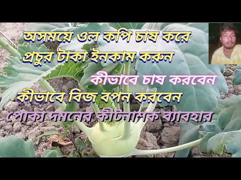 ভিডিও: সবজি সঠিকভাবে হিমায়িত করুন