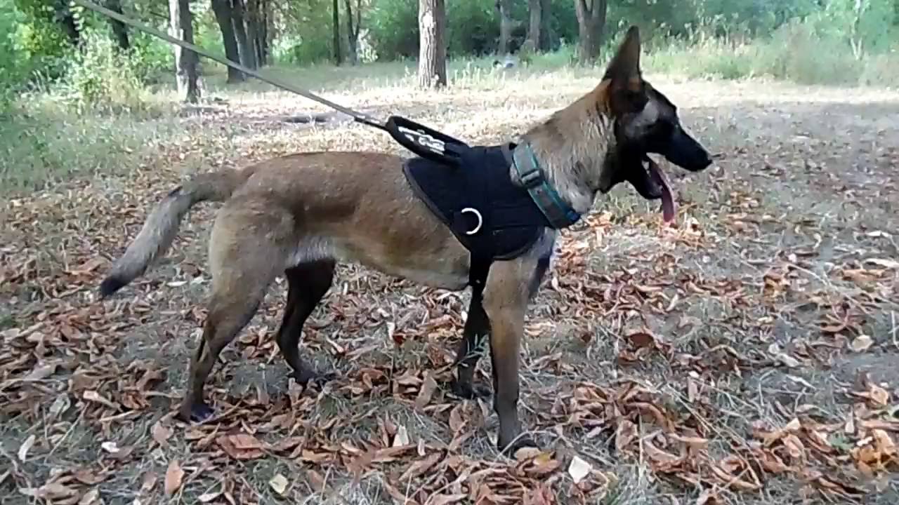 Удобная шлейка для хаски своими руками Удобная шлейка для хаски своими руками