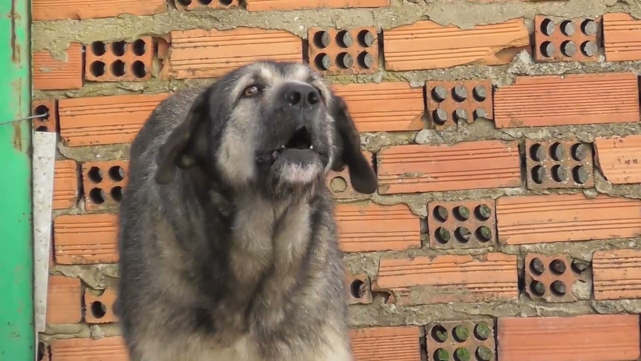 El mastín Pedroche, el campo te acepta, eres parte de él.