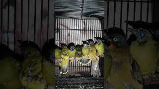 Download Lagu Ombyokan burung kutilang sutra vs Emas MP3