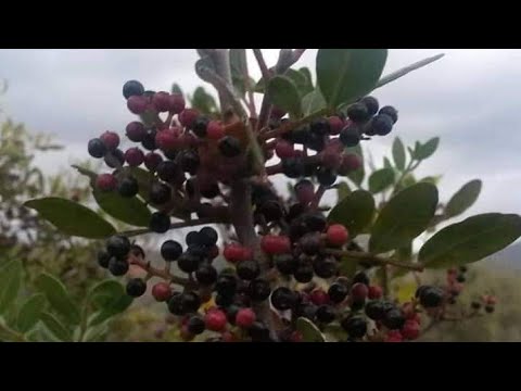 فوائد زيت الضرو الكثيرة