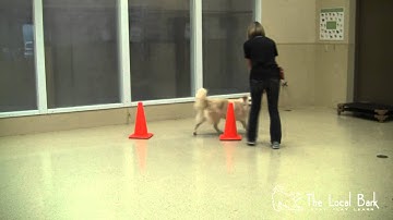 Agility Directional Cues: Front Cross