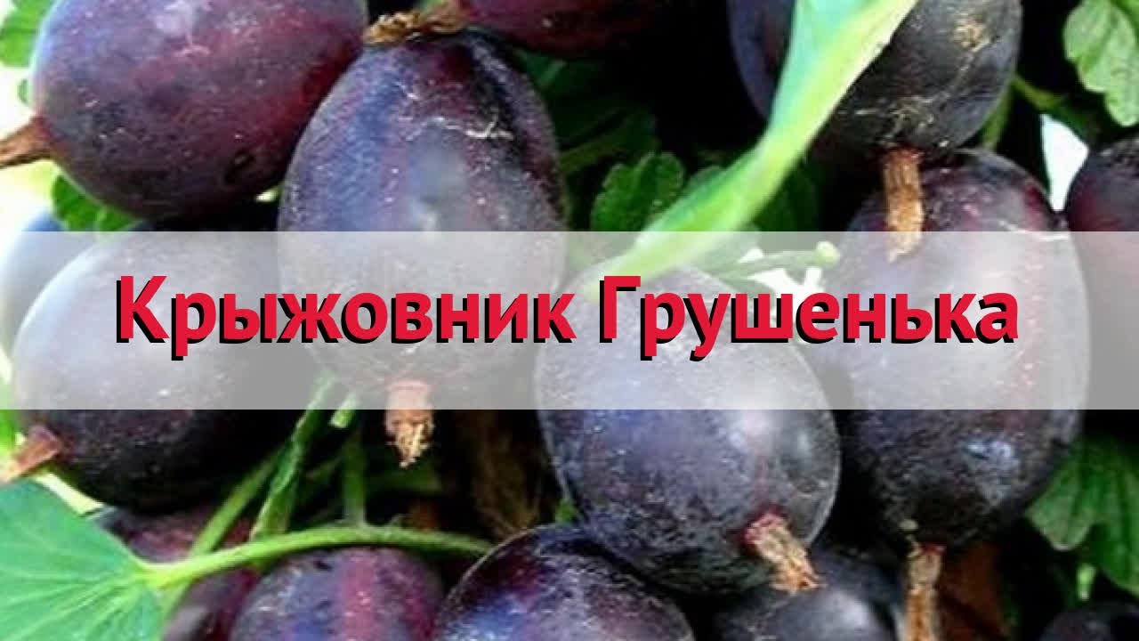 Крыжовник обыкновенный Грушенька. Обзор крыжовника. Крыжовник Грушенька описание. Удобрение крыжовника.