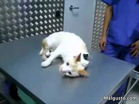 Video: El Gato Bloqueado