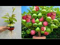 Great technique for grafting guava and apple fruit to guava tree with aloe vera growing guava tree