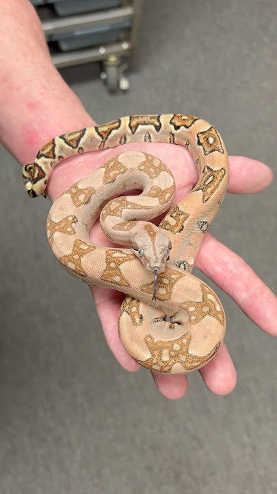 Dripping with color.Labyrinth 100% het Blood poss het Sharp #snakecountry #labyrinthboa #labyboa