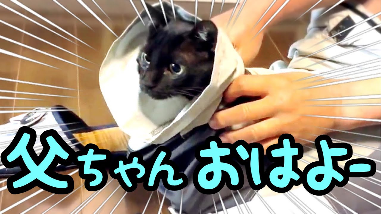 冬の朝】猫が詰まってズボンが履けない - YouTube