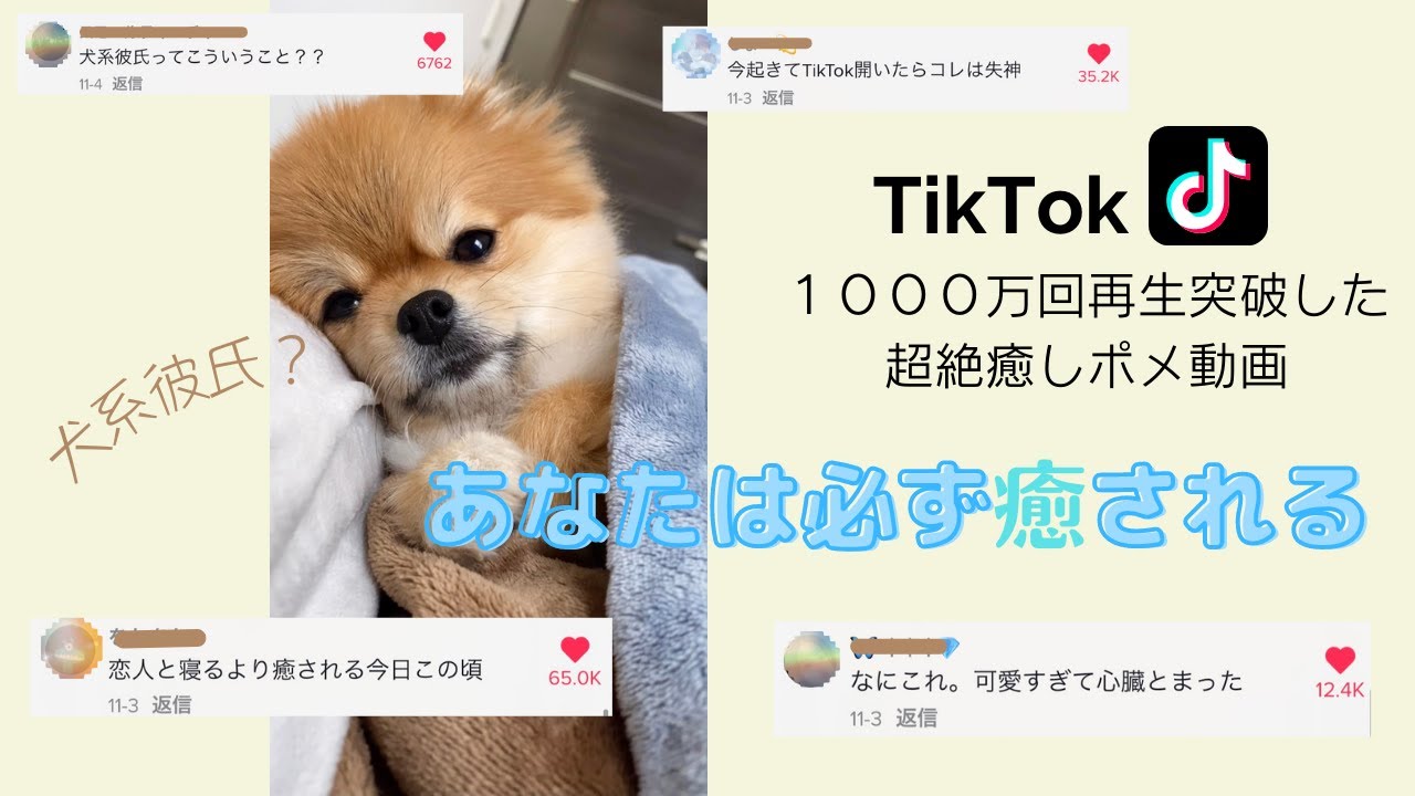 Tiktokで1000万回再生された犬系彼氏 泣けるほど癒される Youtube