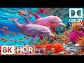 Exotic Deep Sea Creatures in 8K HDR | Dolby Vision™