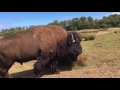 Bison encounter