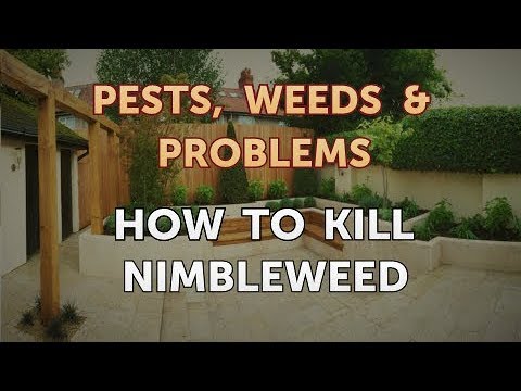 วีดีโอ: การควบคุม Nimblewill: เคล็ดลับในการควบคุมและกำจัด Nimblewill Grass