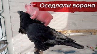 Гоша Прогнал Чужаков И Сделал Все Заначки.  Свинка Опять Получила