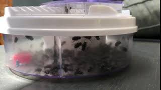 Electric Fly Trap Review