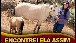 Como está a egua Dominique + ELA TEVE CRIA !