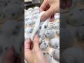 毎日1,000個売り切れる下町の老舗和菓子屋の豆大福(Local Favorite! Downtown Wagashi Shop Selling 1,000 Mame-Daifuku Daily)