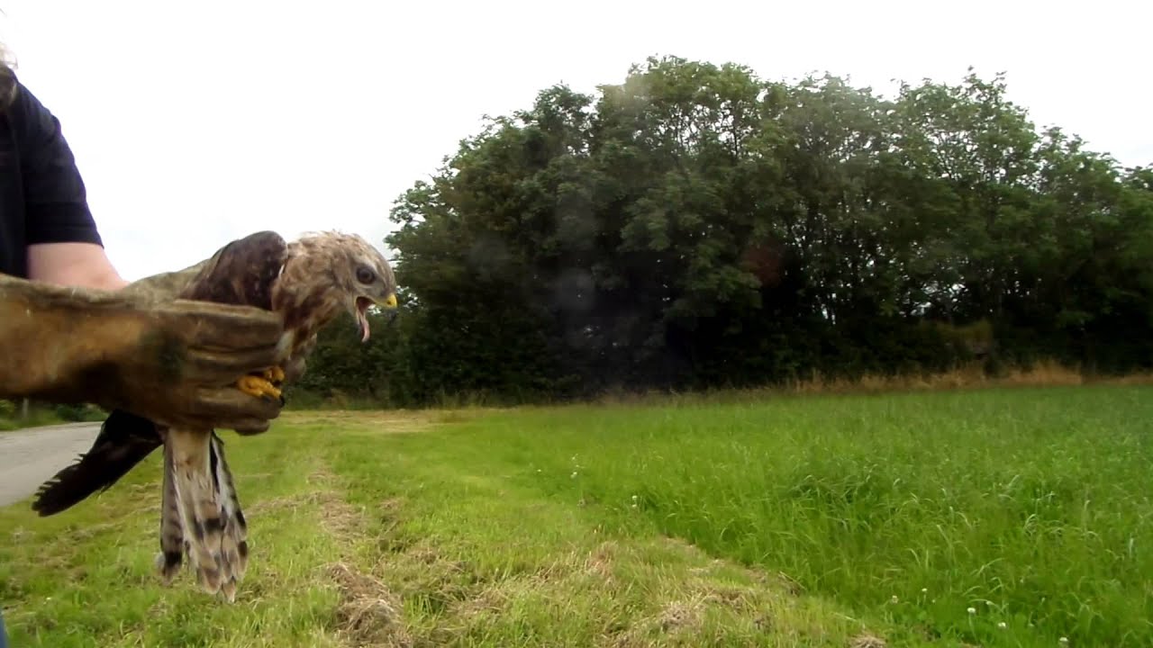 Buzzard Release 8/8/15  Knoxwood Wildlife Rescue Trust