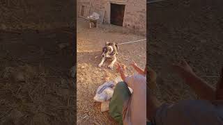 Village Life In IRAN: Sheep and Dogs Eating Together in the Barn 🐑🐕 | Real Rural Life In IRAN