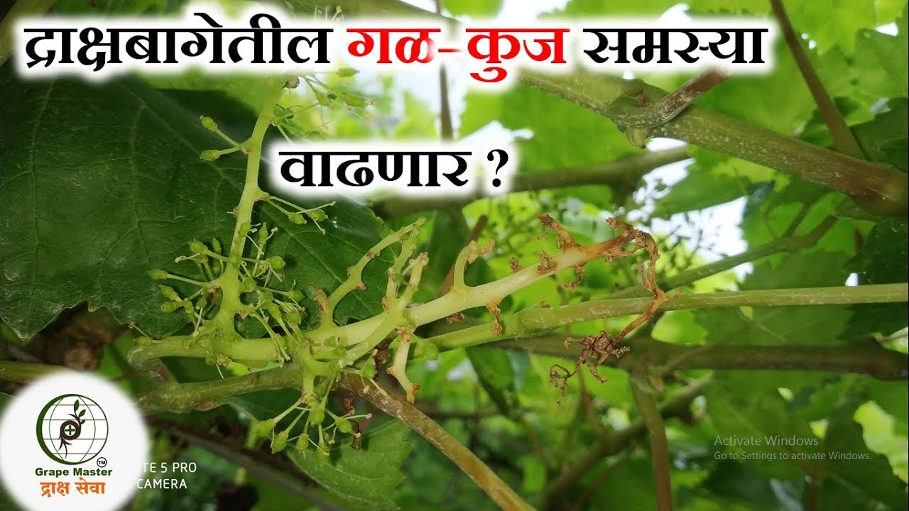 Grape Master द्राक्षसेवा - द्राक्ष बागेतील गळ-कुज समस्या वाढणार ?