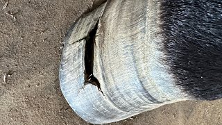 GIANT GAPING HOLE in HOOF