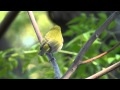 メジロさん  A Japanese White-eye