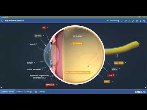 Video: Anatomia, Funcția și Diagrama Arterei Retiniene Centrale - Hărți De Corp