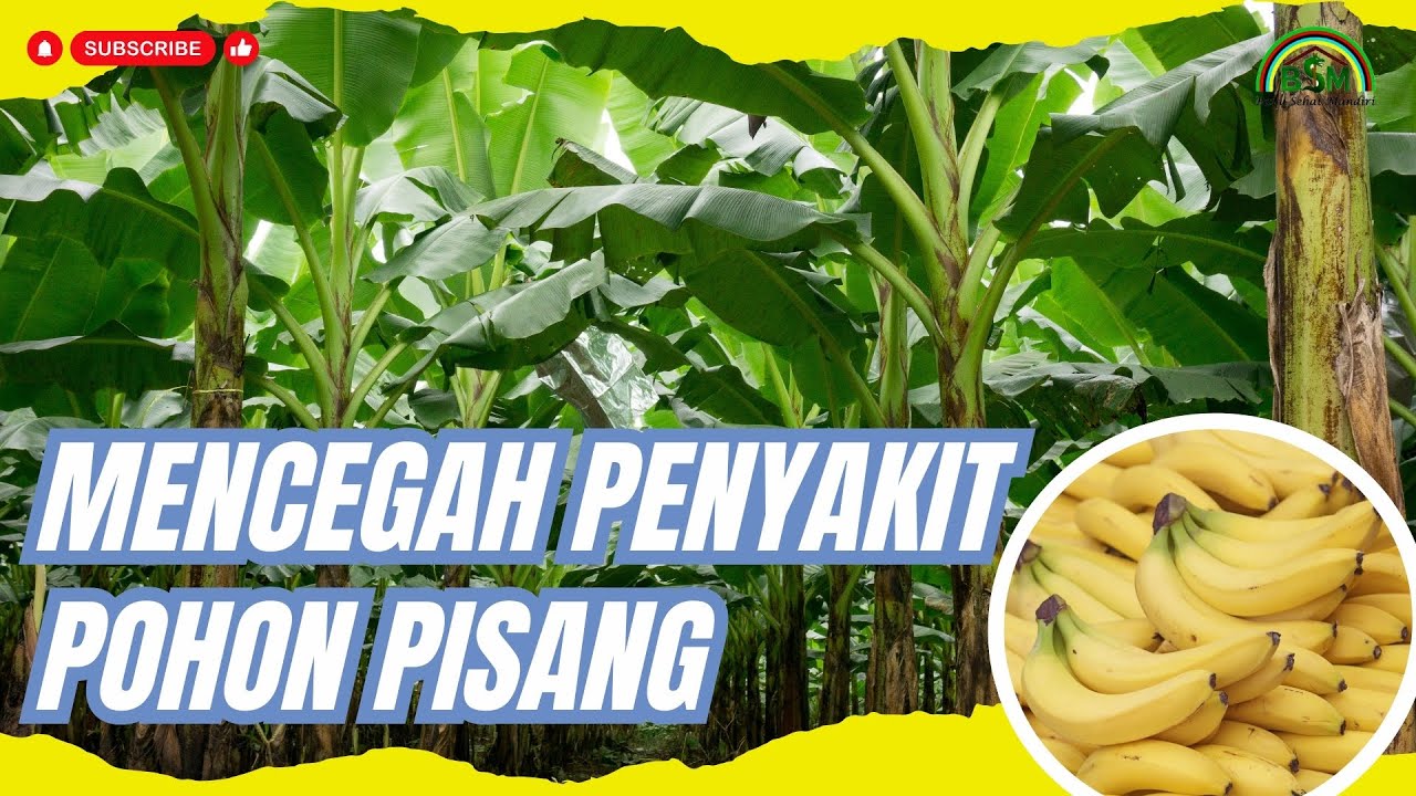 MENCEGAH PENYAKIT FUSARIUM PADA POHON PISANG