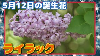 5月12日の誕生花 ライラック どんな花 あなたに送る花言葉は Youtube