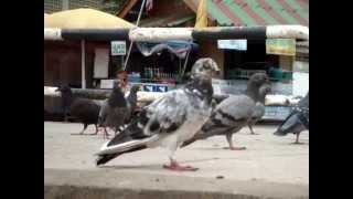 Pigeons in Thailand