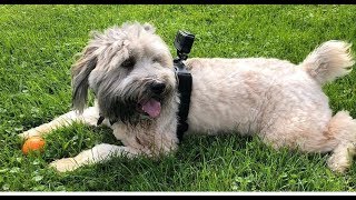 Soft Coated Wheaten | Walk & Playing Ball | Go Pro UNCUT screenshot 3