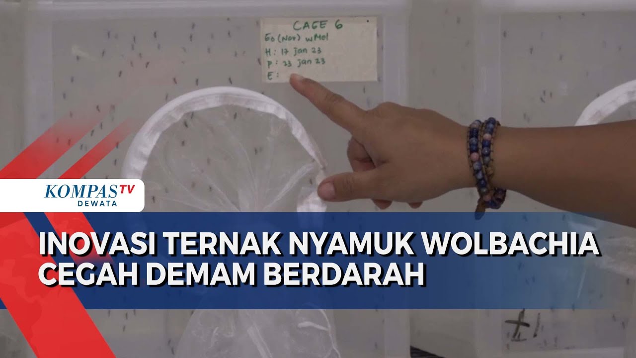 Inovasi Ternak Nyamuk Wolbachia Cegah Demam Berdarah 