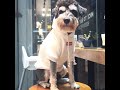 シュプリーム 犬猫 ペット パーカー 韓国風ドッグウェア supremeボックスロゴ