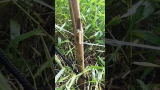 Jerat Babi Hutan #nature #survivalskills #primitive