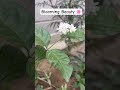 Mogra & White Rose Blooming 🌸 | Nature’s Pure Beauty” #gardening #bloomingnature #naturelovers