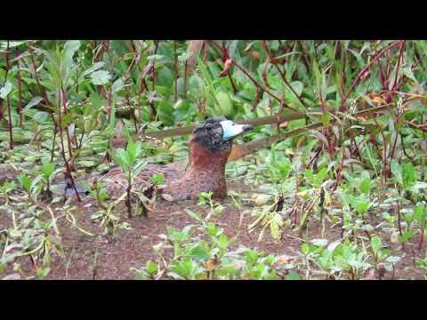 Nomonyx dominicus | Masked Duck | Pato Enmascarado