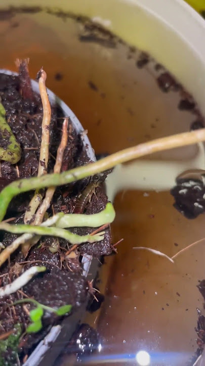 Una Tijereta 🦗 Sale de la Maceta 🌿