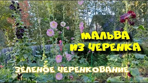 Мальва многолетняя, размножение черенками.