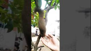 Tame Squirrel #animals #funny #shorts