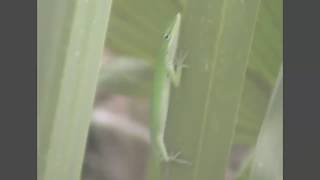 Florida Anole Montage