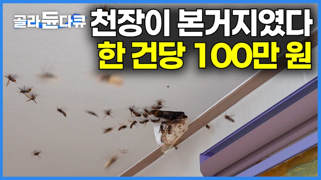 전국에서 하루 작업 의뢰 건수만 4건. 한국에서 폭발적 증가! 집 천장 살짝 뚫었더니 기다렸다는 듯이 우르르 쏟아진다｜한 건에 100만 원｜장수 말벌 퇴치｜극한직업｜#골라듄다큐
