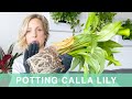 How To Pot Calla Lily Into Lechuza Classico Planter - Green Moments With Juliette Ep #18